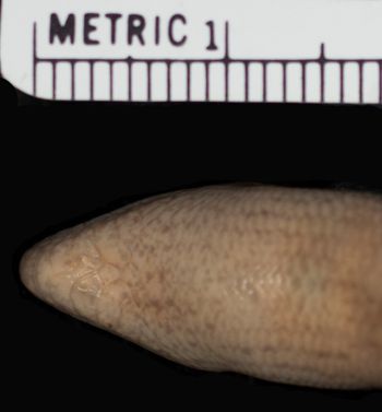 Media type: image;   Herpetology R-100546